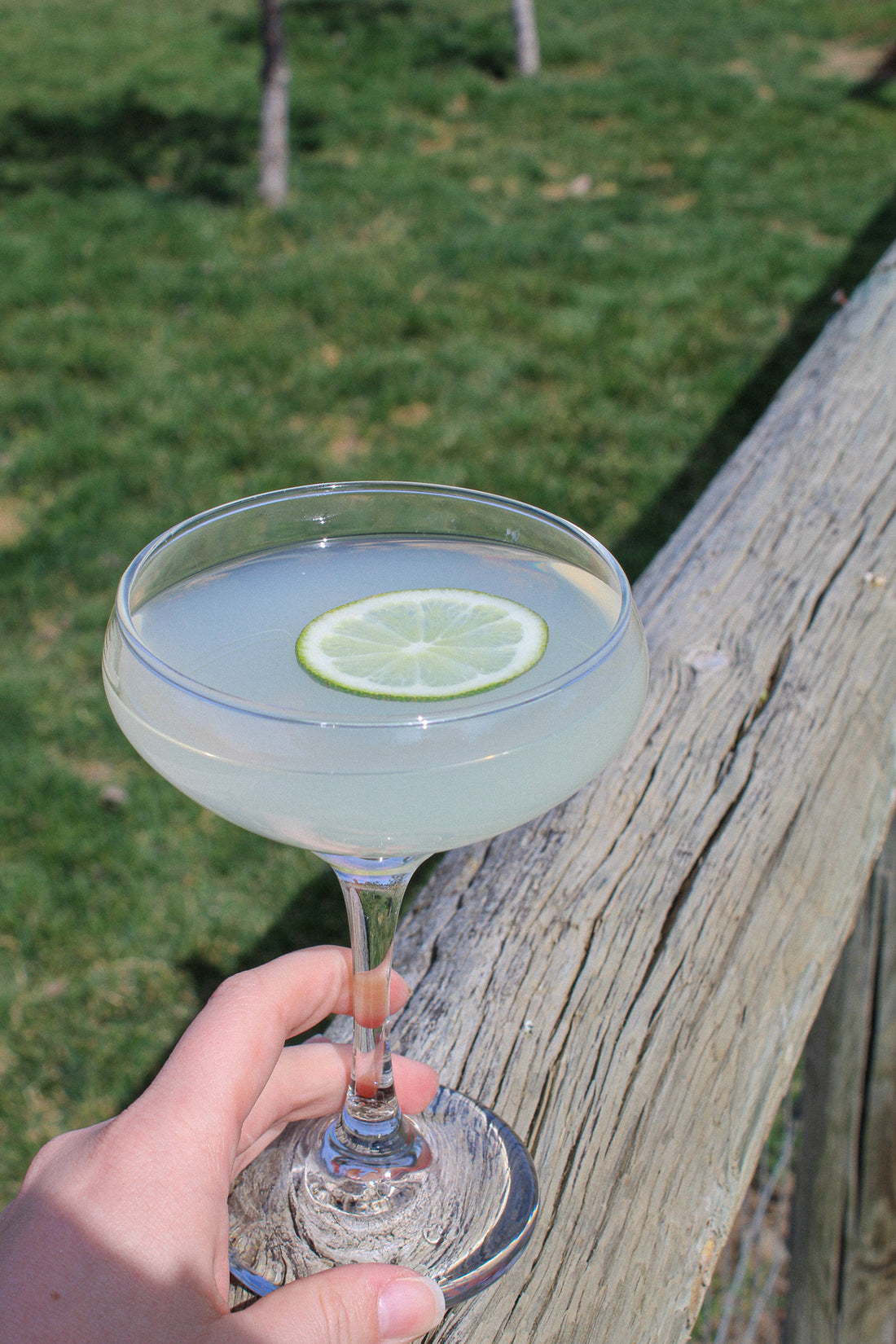 Gin Gimlet Cocktail